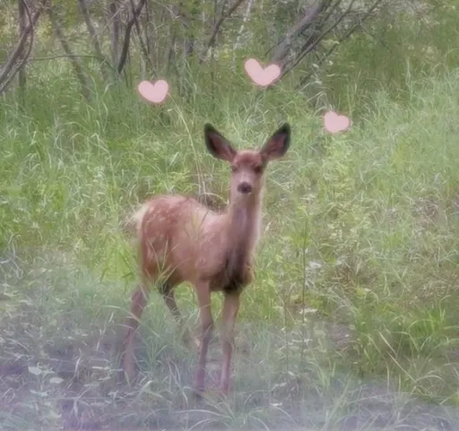 fawn🍓! ^_^