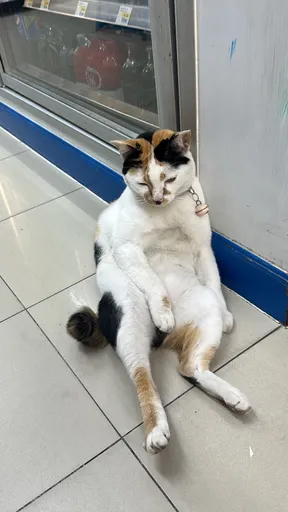 Cittiecat