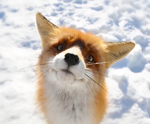 Foxxx
