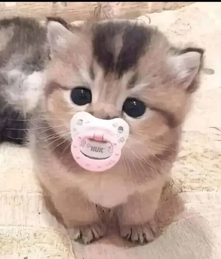 kitten