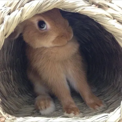 BunnyCheeks