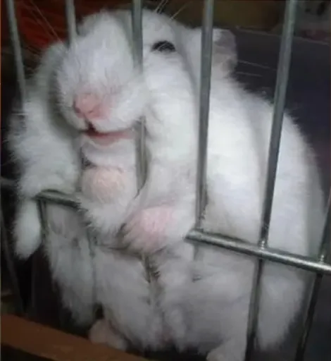 Snoozi da rat
